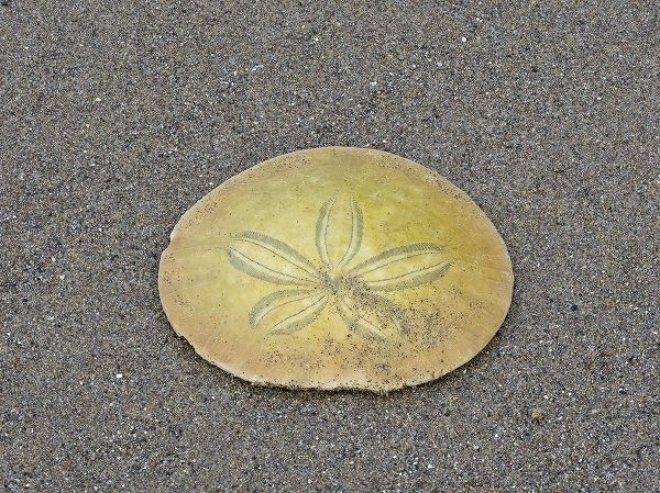 Wild, Jamie and Judy 아티스트의 Oregon-Ecola State Park-Indian Beach Sand dollar작품입니다.